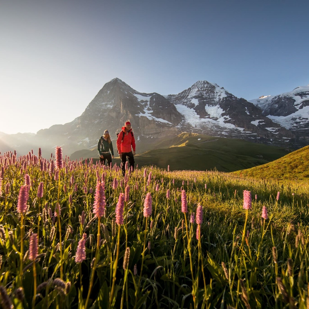 Naturerlebnis Eigernordwand und Aletschgletscher