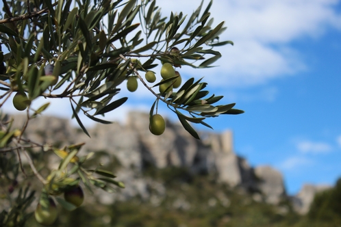Oliven Castelas Provence