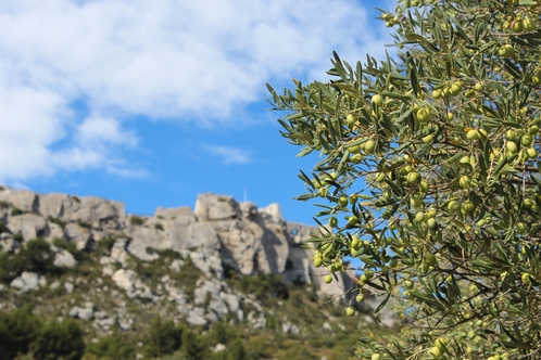 Oliven Castelas Provence