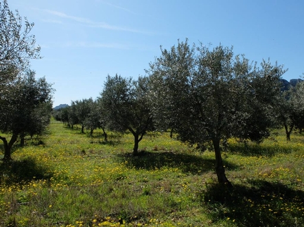 Oliven Castelas Provence