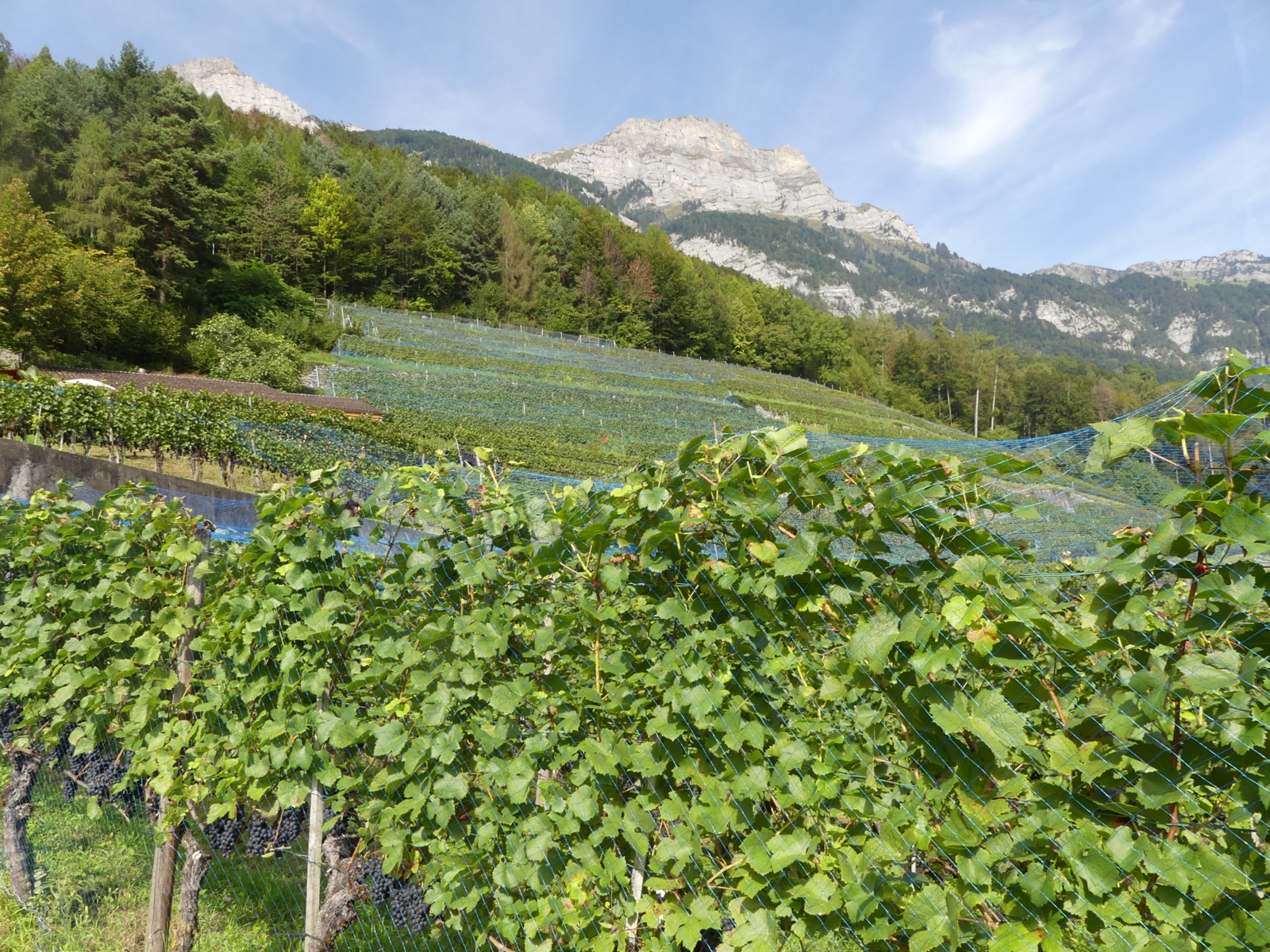 Wein pur beim Wein-Buur